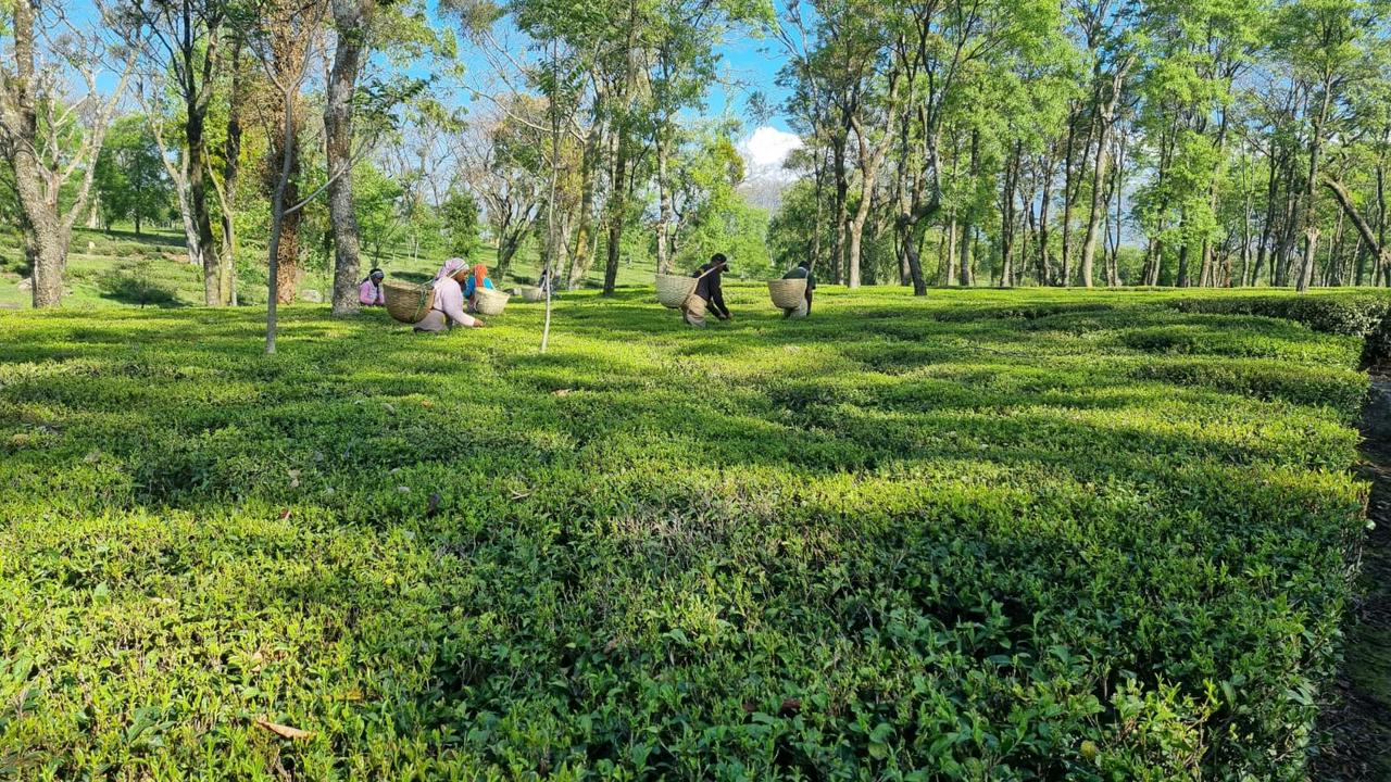 Teeplantage